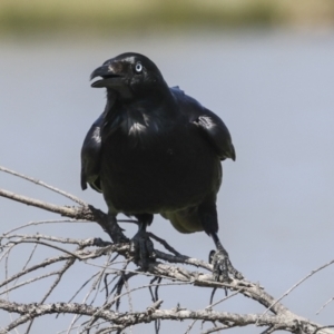 Corvus coronoides at Coombs, ACT - 20 Sep 2023