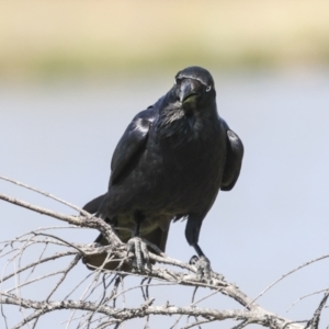 Corvus coronoides at Coombs, ACT - 20 Sep 2023