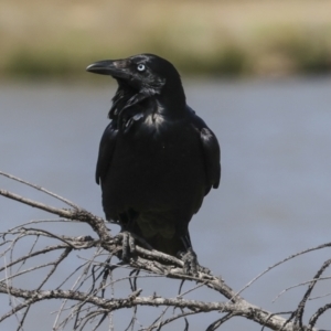 Corvus coronoides at Coombs, ACT - 20 Sep 2023