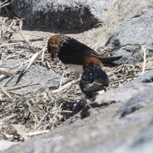 Petrochelidon ariel at Molonglo, ACT - 20 Sep 2023