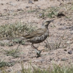 Cincloramphus cruralis (Brown Songlark) at Coombs Ponds - 20 Sep 2023 by AlisonMilton