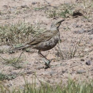 Cincloramphus cruralis at Coombs, ACT - 20 Sep 2023