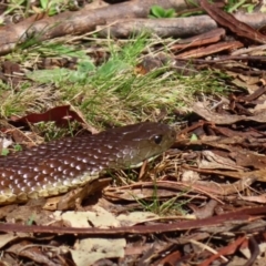 Notechis scutatus (Tiger Snake) at Namadgi National Park - 23 Sep 2023 by Bubbles