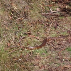 Notechis scutatus at Rendezvous Creek, ACT - 23 Sep 2023