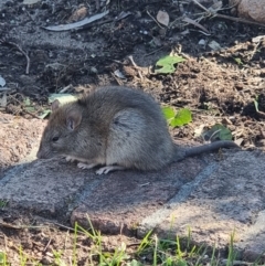 Rattus rattus (Black Rat) at Wanniassa, ACT - 24 Sep 2023 by Melwest81