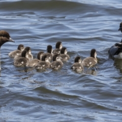 Chenonetta jubata (Australian Wood Duck) at Molonglo, ACT - 20 Sep 2023 by AlisonMilton