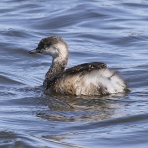 Tachybaptus novaehollandiae at Molonglo, ACT - 20 Sep 2023