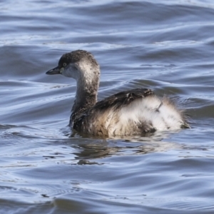 Tachybaptus novaehollandiae at Molonglo, ACT - 20 Sep 2023