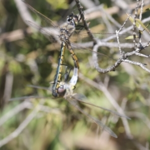 Hemicordulia tau at Weston, ACT - 20 Sep 2023