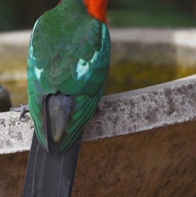 Alisterus scapularis (Australian King-Parrot) at Sheldon, QLD - 23 Sep 2023 by PJH123