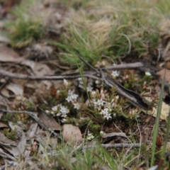 Styphelia nesophila (Sharp Beard-heath) at Rendezvous Creek, ACT - 10 Nov 2019 by JimL