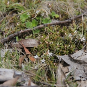 Leucopogon fraseri at Rendezvous Creek, ACT - 10 Nov 2019