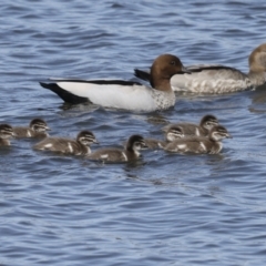 Chenonetta jubata (Australian Wood Duck) at Coombs Ponds - 20 Sep 2023 by AlisonMilton