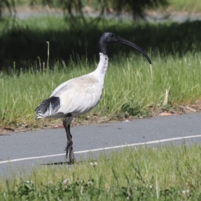 Threskiornis molucca (Australian White Ibis) at Coombs, ACT - 20 Sep 2023 by AlisonMilton