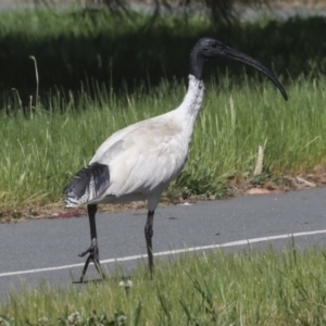 Threskiornis molucca at Coombs, ACT - 20 Sep 2023 12:32 PM