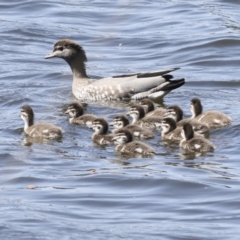 Chenonetta jubata (Australian Wood Duck) at Coombs Ponds - 20 Sep 2023 by AlisonMilton