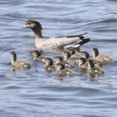 Chenonetta jubata (Australian Wood Duck) at Coombs, ACT - 20 Sep 2023 by AlisonMilton