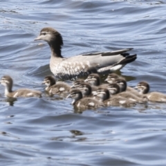 Chenonetta jubata at Coombs, ACT - 20 Sep 2023 12:31 PM