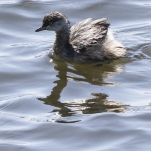 Tachybaptus novaehollandiae at Holder, ACT - 20 Sep 2023