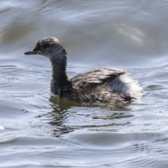 Tachybaptus novaehollandiae at Holder, ACT - 20 Sep 2023