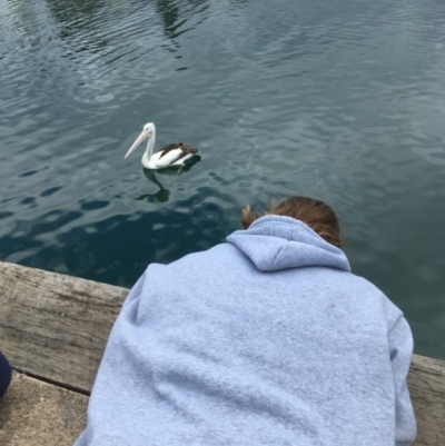 Pelecanus conspicillatus (Australian Pelican) at Bermagui, NSW - 12 Oct 2019 by JimL