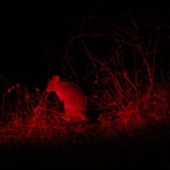 Bettongia gaimardi (Southern Bettong) at Gungahlin, ACT - 15 Apr 2017 by JimL