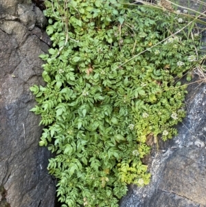 Rorippa nasturtium-aquaticum at Belconnen, ACT - 24 Sep 2023