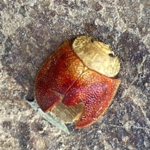 Paropsis sp. (genus) at Lower Molonglo Water Quality Control Centre - 24 Sep 2023