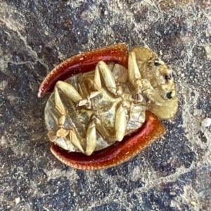 Paropsis sp. (genus) at Lower Molonglo Water Quality Control Centre - 24 Sep 2023