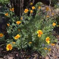 Eschscholzia californica (California Poppy) at Belconnen, ACT - 24 Sep 2023 by SteveBorkowskis