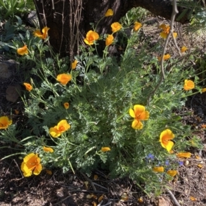 Eschscholzia californica at Belconnen, ACT - 24 Sep 2023 03:48 PM