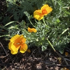 Eschscholzia californica at Belconnen, ACT - 24 Sep 2023 03:48 PM