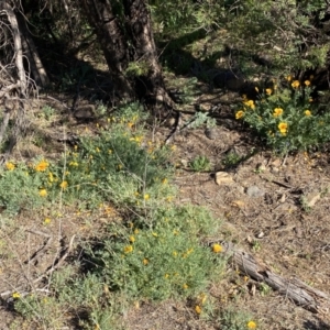 Eschscholzia californica at Belconnen, ACT - 24 Sep 2023