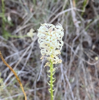 Stackhousia monogyna (Creamy Candles) at Woodstock Nature Reserve - 24 Sep 2023 by Steve_Bok