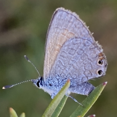 Nacaduba biocellata (Two-spotted Line-Blue) at Woodstock Nature Reserve - 24 Sep 2023 by Steve_Bok