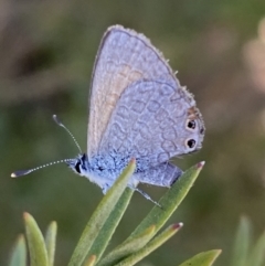 Nacaduba biocellata at Belconnen, ACT - 24 Sep 2023