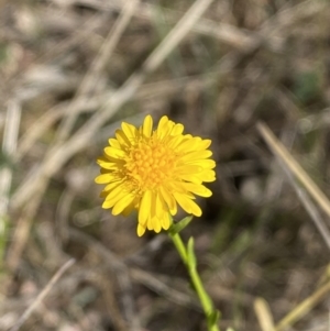 Calotis lappulacea at Belconnen, ACT - 24 Sep 2023