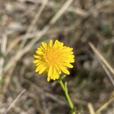 Calotis lappulacea (Yellow Burr Daisy) at Woodstock Nature Reserve - 24 Sep 2023 by Steve_Bok