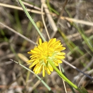 Calotis lappulacea at Belconnen, ACT - 24 Sep 2023