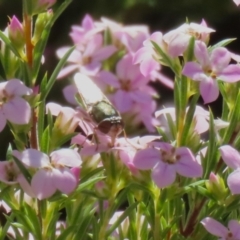 Odontomyia decipiens at Symonston, ACT - 24 Sep 2023