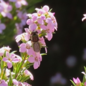 Odontomyia decipiens at Symonston, ACT - 24 Sep 2023