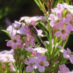 Odontomyia decipiens at Symonston, ACT - 24 Sep 2023