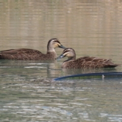 Anas superciliosa (Pacific Black Duck) at Symonston, ACT - 24 Sep 2023 by RodDeb