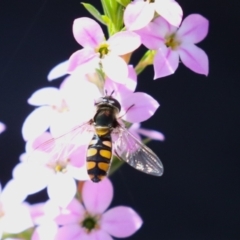 Simosyrphus grandicornis (Common hover fly) at Symonston, ACT - 24 Sep 2023 by RodDeb