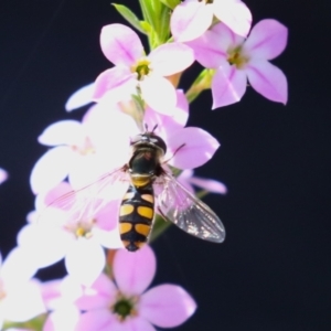 Simosyrphus grandicornis at Symonston, ACT - 24 Sep 2023