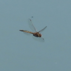 Hemicordulia tau (Tau Emerald) at Symonston, ACT - 24 Sep 2023 by RodDeb