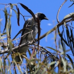 Coracina novaehollandiae (Black-faced Cuckooshrike) at Symonston, ACT - 24 Sep 2023 by RodDeb