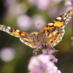 Vanessa kershawi (Australian Painted Lady) at Symonston, ACT - 24 Sep 2023 by RodDeb