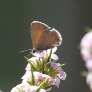 Nacaduba biocellata at Symonston, ACT - 24 Sep 2023 01:24 PM