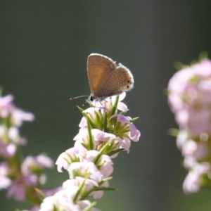 Nacaduba biocellata at Symonston, ACT - 24 Sep 2023